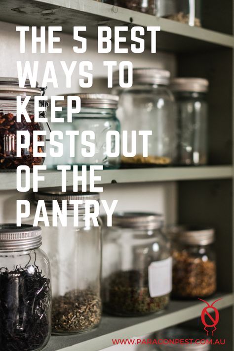 The most common pantry pests are moths, weevils and small beetles. These pantry bugs typically like your grains. They have an appetite for cereals, wheat, flour, and nuts. Sometimes, they will seek out dried fruits as well. Pantry Bugs, Southern Charm Decor, Pantry Moths, White Ant, Ant Infestation, Diy Cleaning Solution, Natural Pest Control, Bug Repellent, Pantry Items