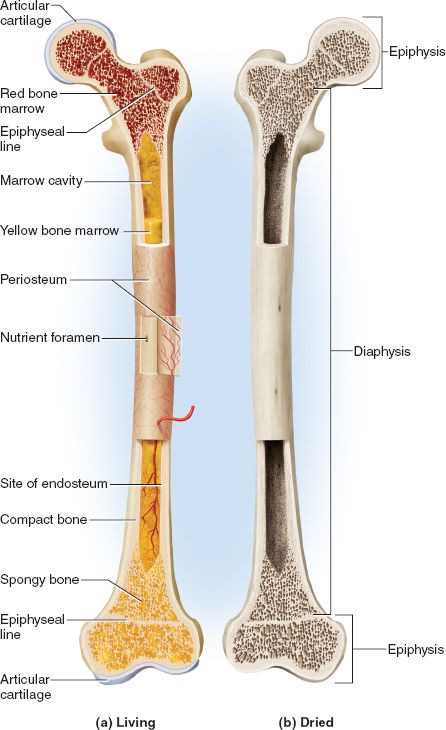 This picture shows the general features of bones. Bone is a connective tissue with a matrix hardened by minerals. Bones provide support, protection (like the ribs protect the heart), and aid in blood formation. Bone remodels itself throughout life. The periosteum is connective tissue that surrounds the bone. Once the epiphyseal plate stops growing it turns into a line. (Picture obtained from McGraw-Hill Connect). Xray Anatomy, Animation Anatomy, Sketch Anatomy, Draw Anatomy, Bone Anatomy, Study Anatomy, Anatomy Images, Art Anatomy, Anatomy Bones