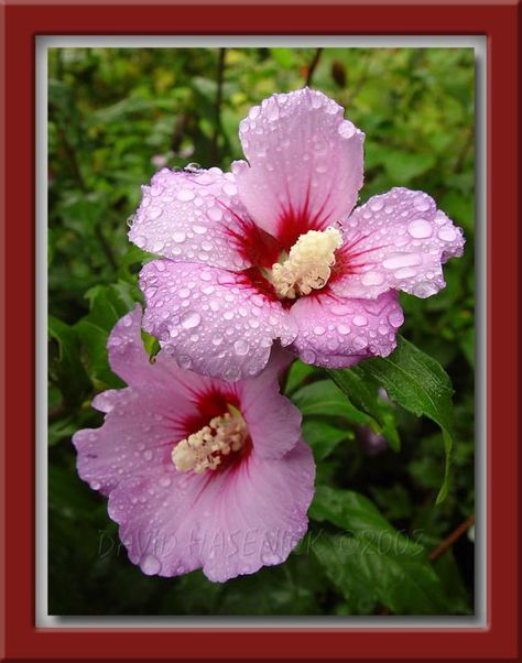 Korean National Flower, South Korea Culture, Korean Word, Nature Symbols, Korean Tattoos, National Flower, Korean Culture, Rose Of Sharon, Korean Words