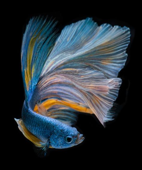 Blue long half moon betta fish. | Premium Photo #Freepik #photo #waves #nature #blue #fish Half Moon Betta Fish, Fish Tank Film, Fish Tank Themes, Koi Betta, Koi Carp Fish, Fish Pose, Butterfly Fish, Beta Fish, Cool Fish