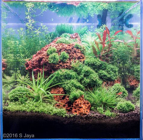 Rock Aquascape, Stonescapes Aqua Cool, Reef Aquascape, Aquascape Ideas, Red Cherry Shrimp, Rock Quarry, Iaplc Aquascape, Cherry Shrimp, 40 Gallon Breeder Aquascape