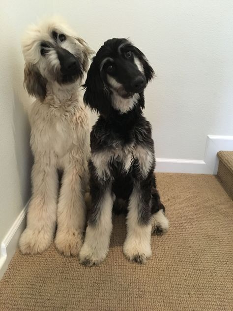 The Macey rescue pups. Afghan Hound Puppy, Afghan Hounds, Sight Hounds, Hound Breeds, Most Beautiful Dogs, Hound Puppies, Afghan Hound, Sweet Dogs, Hound Dog