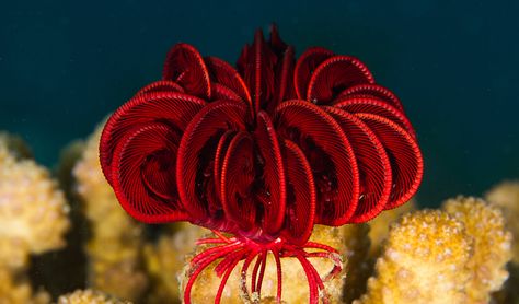 In nature, the best form of defence is camouflage, and feather stars have got that down to an art. Feather Starfish, Feather Star, Octopus Garden, Weird Sea Creatures, Chain Breaker, Gods Art, Beautiful Underwater, Coral Crochet, Cnidaria