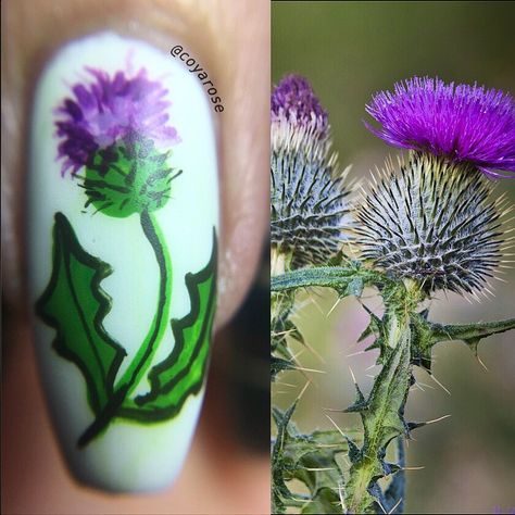 Scottish Nails, Scotland Nails, Scottish Design, Glass Nails Art, Body Craft, Scottish Thistle, Glass Nails, Dipped Nails, Beauty Art