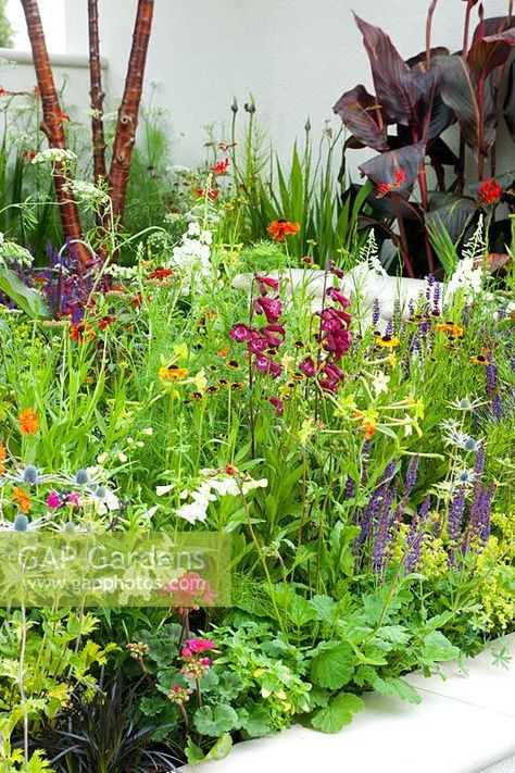 Penstemon Raven, Prunus Serrula, Rice Image, Ammi Majus, Crocosmia Lucifer, Hampton Court Flower Show, Alchemilla Mollis, Beautiful Borders, Corner Plant