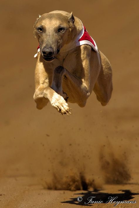 Flying High Greyhound by Fanie Heymans / 500px Italian Whippet, Greyhounds Funny, Racing Dogs, Greyhound Puppy, Greyhound Adoption, Greyhounds Racing, Flying Dog, Greyhound Art, Grey Hound Dog