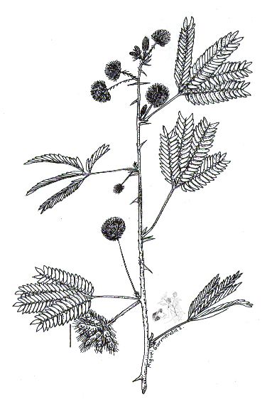 mimosa pudica aka "shy flower" Mimosa Pudica Drawing, Sensitive Plant Tattoo, Mimosa Pudica Tattoo, Mimosa Drawing, Shame Plant, Mimosa Pudica, Cute Thigh Tattoos, Wildflower Drawing, Mimosa Flower