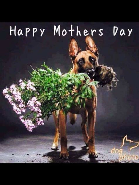 Funny Me, Dog Photos, Happy Mothers Day, Happy Mothers, Fur Babies, Mothers Day, Dogs, Funny, Movie Posters