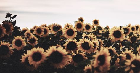 Sunflowers Tumblr, Facebook Cover Photos Vintage, Fall Facebook Cover, Facebook Header, Hipster Art, Fb Cover Photos, Connor Franta, Clara Oswald, Twitter Header Photos