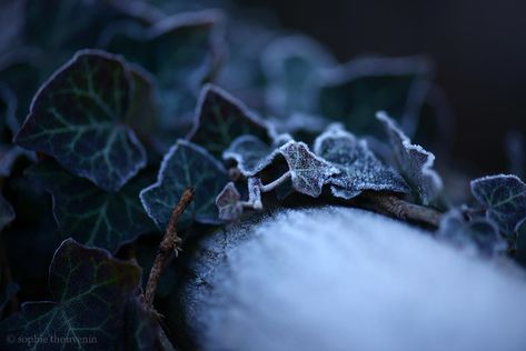 Prussian Blue Aesthetic, Blue Aesthetic Vintage, Sleeping Beauty Aesthetic, Aesthetic Dark Green, Beauty Aesthetic, Midnight Garden, Winter's Tale, Moon Garden, Prussian Blue