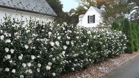 Camellia Plant, Shrubs For Privacy, Evergreen Hedge, Privacy Plants, Privacy Landscaping, Fence Styles, Privacy Screen Outdoor, Outdoor Privacy, Garden Shrubs