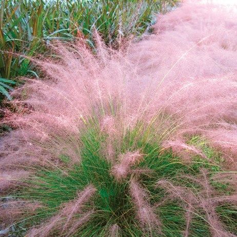 Cotton Candy Grass, Garden Yard Ideas, Ornamental Grasses, Lawn And Garden, Grasses, Dream Garden, Ikebana, Garden And Yard, Backyard Garden