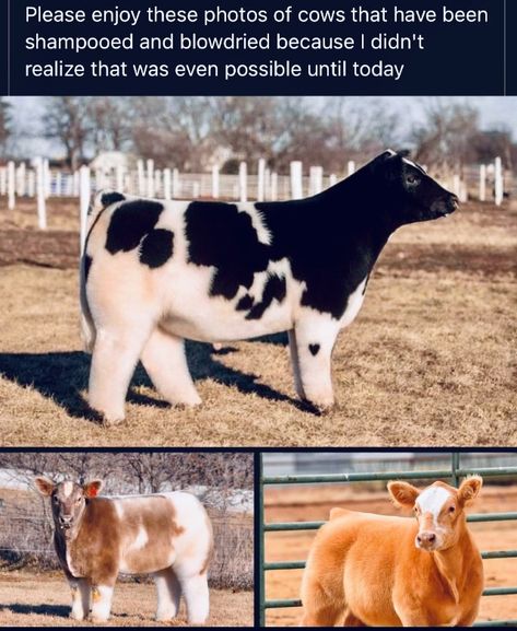 Blow Dried Cow, Cow, On Instagram, Instagram