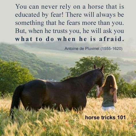 Equine Quotes, Inspirational Horse Quotes, Horse Riding Quotes, Equestrian Quotes, Natural Horsemanship, Horse Inspiration, Horse Boarding, Horse Tips, Hunter Jumper