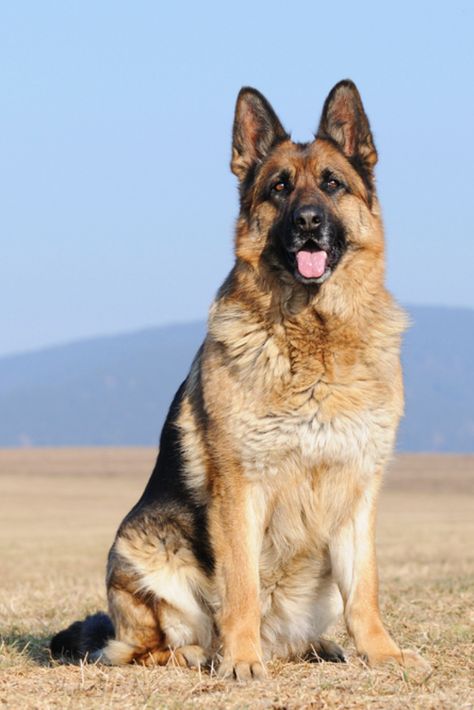 #dog #dogcenter #armydog German Sheperd Dogs, Army Dogs, Cute German Shepherd Puppies, German Dogs, Most Popular Dog Breeds, German Shepherd Puppies, German Shepherds, German Shepherd Dogs, Shepherd Dog