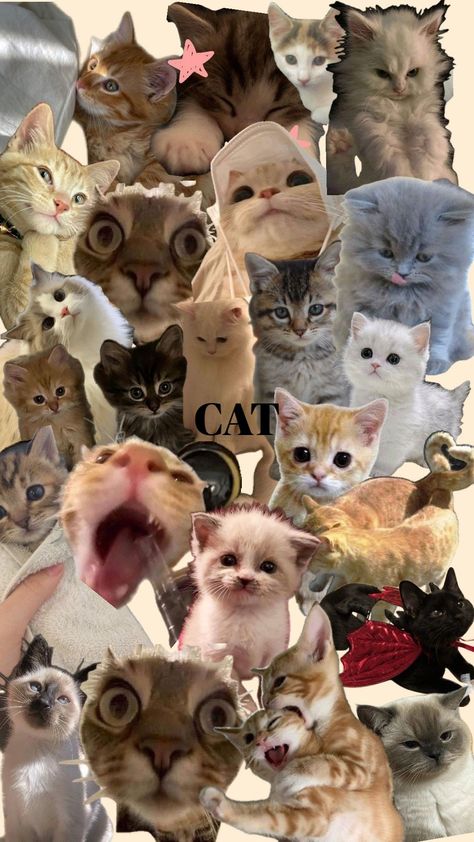 kitten memes kittens meme kitten hee kittens memes kitten meme kitten kittens kitten aesthetic kitten pictures kittens funny kitten cuteness kitten lover Phone Wallpaper Cat Funny, Duck Collage Wallpaper, Funny Mobile Wallpaper, Silly Cat Background, Meme Wallpaper Iphone Cat, Meme Cat Wallpaper Phone, Funny Collage Wallpaper, Funny Cat Pictures Wallpaper, Silly Cats Wallpaper