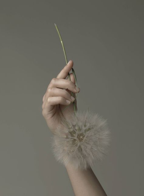 Evelyn Bencicova’s Tender Portraits Of Womanhood Capture The Soul Of Her Subjects - IGNANT Hands Holding Flowers, Dandelion Wishes, Hand Photography, Dandelion Wish, Hand Flowers, Hand Reference, Forms Of Communication, Holding Flowers, Hand Holding