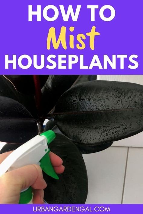 Misting Houseplants - The Complete Guide - Urban Garden Gal Tropical Indoor Plants, Types Of Houseplants, Small Urban Garden, Houseplant Care, Plant Mister, Plant Benefits, Gardening Techniques, Grow Plants, Lily Plants