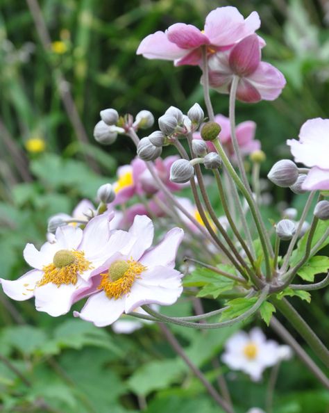 Three Dogs in a Garden: The Case for and against Japanese Anemones Japanese Anemones, Bog Plants, Japanese Anemone, Short Plants, Three Dogs, Plant Tags, Anemone Flower, Blooming Plants, Woodland Garden