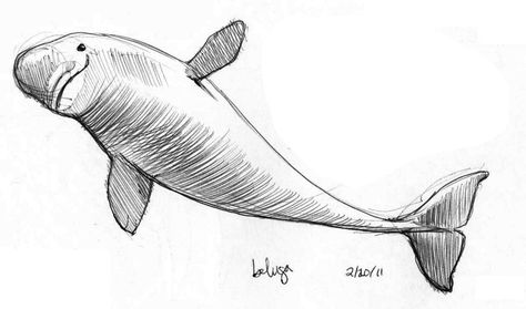 Art by Jeane Nevarez: October 2011 Beluga Whale Tattoo Drawings, Beluga Drawing, Beluga Tattoo, Beluga Whale Drawing, Beluga Whale Tattoo, Beluga Whale Art, Whale Sketch, Underwater Drawing, Sea Creatures Drawing