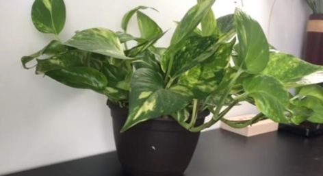 Adding a Pothos Plant in Your Aquarium (Everything You Need to Know) Pothos Plants, Fish Activities, Aquaponics Fish, Betta Tank, Betta Fish Tank, Turtle Tank, Pothos Plant, Nutrient Deficiency, Aquarium Filter