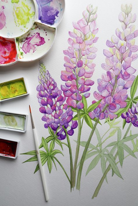 #lupins #botanicalart #summerflowers #flowerart #flowerillustration #botanical Lupin Illustration, Lupine Flowers, Painting 101, Painting Flower, 수채화 그림, By Charlotte, Flower Illustration, Summer Flowers, Botanical Art