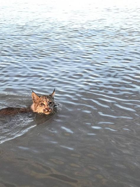 Lynx Swimming past a boat in the Northwest Territories (CBC) [620 x 827] Lynx Aesthetic, Canada Lynx, Eurasian Lynx, Critters 3, Northwest Territories, List Of Animals, Zoology, Leopards, Animals Images