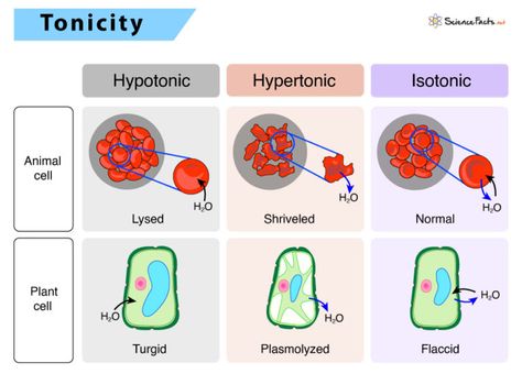 Tonicity Of Cells, Isotonic Solution, Extracellular Fluid, Osmotic Pressure, Biology Revision, Plasma Membrane, Water Molecule, Cell Wall, College Tips