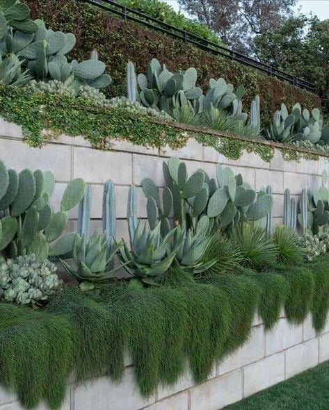 Sydney Gardens, Garden Wall Designs, Seaside Garden, Tiered Garden, Plants Growing, Coastal Gardens, Walled Garden, Cactus Garden, Tropical Garden