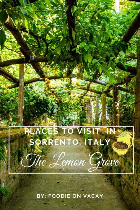 Lemons In Italy, Lemon Trees In Italy, Citrus Grove Backyard, Path Of Lemons Italy, Lemon Grove Italy, Sorrento Lemons, Lemon Farm, Amalfi Italy, Lemon Grove