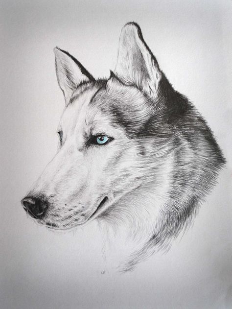 Husky Sketch, Dog Sketches, Husky Art, Husky Drawing, Animals Sketch, Black Cat Drawing, Pencil Drawings Of Animals, Dog Sketch, Graffiti Drawing