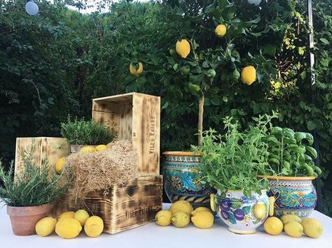 Tuscan Themed Party Decor with Lemons, Greenery, Rustic Elements, and Authentic Painted Pottery Tuscany Themed Party, Italy Party Theme, Lemon Themed Party, Italy Party, Italian Themed Parties, Italian Party, Italian Theme, Welcome Party, Under The Tuscan Sun