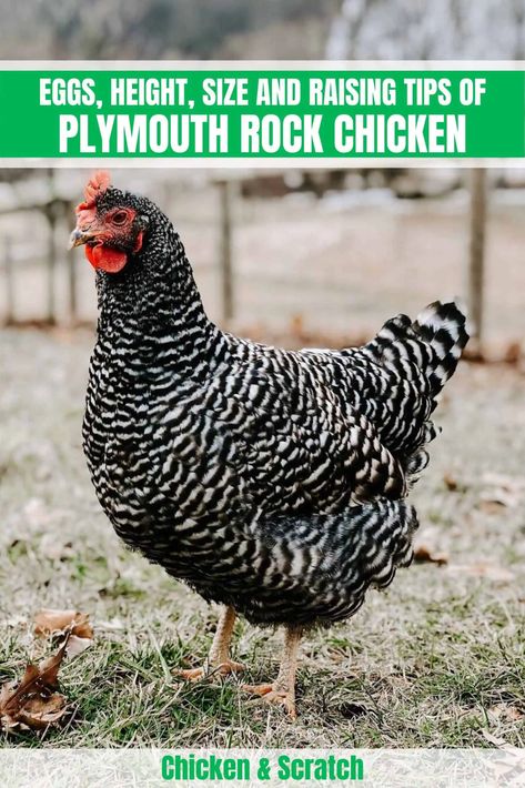 Barred Plymouth Rock Chickens, Barred Rock Chickens, Plymouth Rock Chicken, Poultry Breeds, Barred Rock, Chicken Barn, Urban Backyard, Types Of Chickens, Plymouth Rock