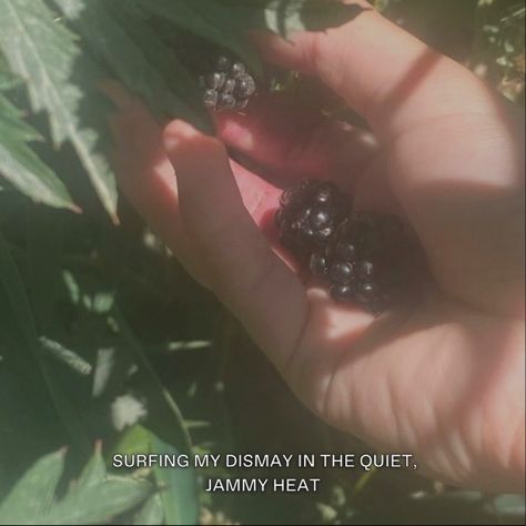 (4/6) I was alone, surfing my dismay in the quiet, jammy heat. Except that all at once you were there with me, dripping wet and plunging your hands alongside mine into the shrub. And I loved you for it, you know?​​​​​​​​ ​#BLONDEBARRY #HIDENOTHING Blackberry Bush Aesthetic, Blythe Core Aesthetic, Blackberry Picking Aesthetic, Blackberry Girl Aesthetic, Helia Core, Blackberries Aesthetic, Teagan Core, Blackberry Aesthetic, Farmer Aesthetic