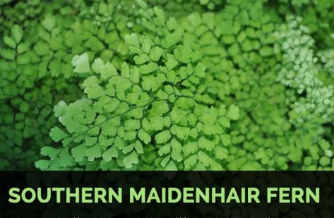 Health Benefits of Southern maidenhair fern Cocoa Plant, Alkaline Soil, Maidenhair Fern, Limestone Rock, Orange Water, Nasal Congestion, Hair Tonic, Clay Soil, Lower Blood Sugar