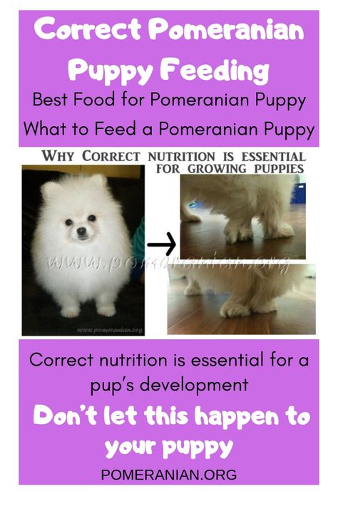 Best Food for Pomeranian Puppy Puppy Feeding Chart, Pomeranian Puppies For Free, Pomeranian Training, Pom Puppy, Pomeranian Facts, Puppy Pomeranian, Puppy Feeding, Puppy Development, Teacup Pomeranian