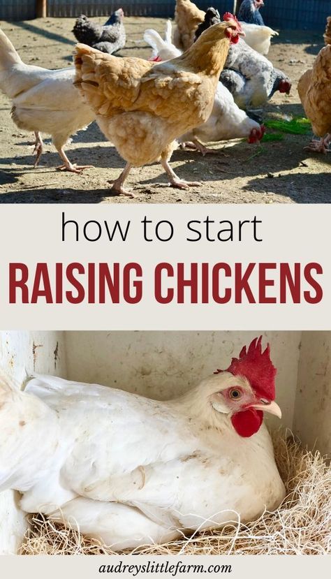 Easy Chicken Run, Being Self Sufficient, Raising Chickens For Eggs, Chicken Run Ideas, Chickens For Eggs, Urban Chicken, Urban Chicken Farming, Baby Chicks Raising, Backyard Animals