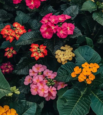 🌺 How to Grow and Care for Vibrant Lantana Bushes: A Complete Guide 🌞 - Crafty Home Creators Fluffy Japanese Cheesecake, Lantana Bush, Homemade Vegetable Broth, Japanese Cheesecake, Insecticidal Soap, Uses For Coffee Grounds, White Flies, Attract Pollinators, Low Maintenance Garden