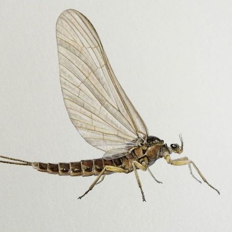 Bug Enclosure, Mayfly, African Animals, Drawing Base, Book Photography, A4 Size, Limited Edition Prints, Frogs, Limited Editions