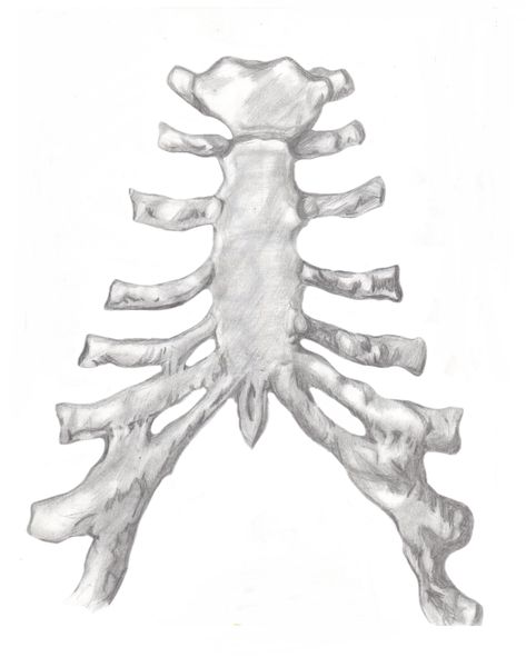 This is a sketch of the front of the rib cage cartilage I did for Anatomy Study while I was in college. Rib Cage Drawing, Human Muscular System, Anatomy Bones, Human Anatomy Art, Anatomy Sketches, Anatomy Study, Medical Illustration, Skeletal, Anatomy Art