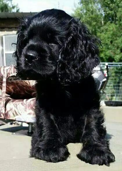 The 20 Cutest Pictures of Black Cocker Spaniels - The Paws Black Cocker Spaniel Puppies, Cocker Spaniel Grooming, Perro Cocker Spaniel, Black Cocker Spaniel, Black Puppy, American Cocker Spaniel, Cocker Spaniel Puppies, Cocker Spaniel Dog, Cocker Spaniels