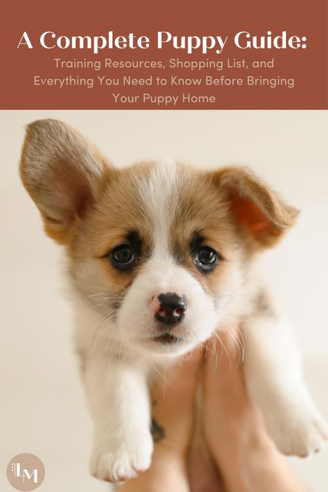 Complete Puppy Guide: Essentials You Need + Should Know When Bringing Your Puppy Home. — living minnaly Puppy Guide, Train A Puppy, Puppy Feeding, Puppy Socialization, Puppy Training Tips, Grooming Tips, Cat Items, Crate Training, Poodle Puppy