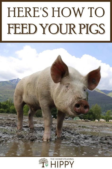 Pasture Pigs, Pig Raising, Pig Rearing, Pig Tractor, Farm Pigs, Hampshire Pig, Homestead Livestock, Pig Diet, Pastured Pigs