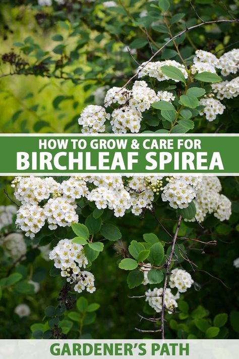 Did you think perennial flowering shrubs were out of reach in your cold climate? Say hello to birchleaf spirea, hardy to conditions as cold as -40°F. The shrubs provide three-season interest with spring blooms that pollinators love, summer foliage, and a kaleidoscope of autumn colors. #birchleafspirea #gardenerspath Ash Leaf Spirea, Birchleaf Spirea, Gold Flame Spirea, Spirea Double Play Doozie, Tor Birchleaf Spirea, Spirea Plant, Spirea Shrub, Witch's Garden, Colonial Garden