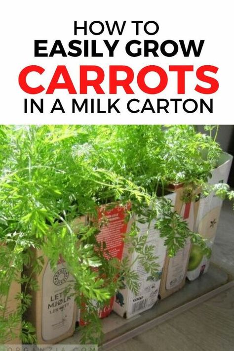 Wondering how to grow your own food? check out this idea to grow carrots in a container, perfect if you live in an apartment or don't have garden or backyard space at home. #grow #carrots #indoors Grow Carrots, Seed Tape, Growing Carrots, Planter Project, Container Garden Design, Diy Gardening, Easy Life, Container Gardening Vegetables, Backyard Spaces