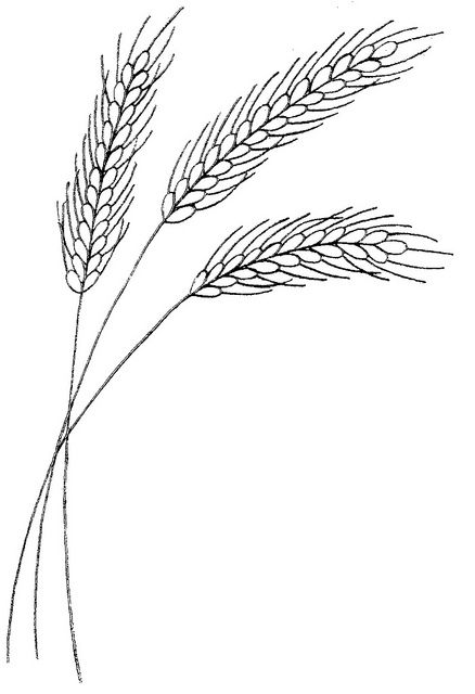 87 WB wheat by love to sew, via Flickr Tattoos Black And White, Wheat Stalk, Pola Sulam, Wood Burning Art, 자수 디자인, Hand Embroidery Patterns, Hand Embroidery Designs, Embroidery And Stitching, A Drawing