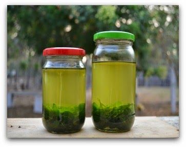 Homemade Curry Leaves Hair Oil for Hair Growth and Premature Greying | wildturmeric Greying Hair, Hair Oil For Hair Growth, Hair Oil Recipe, Curry Leaf, Slow Hair Growth, Thick Hair Remedies, Homemade Curry, Hair Growth Foods, Oil For Hair Growth