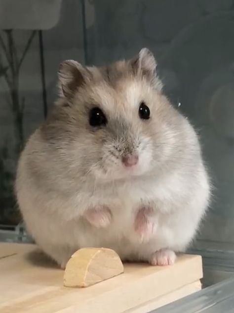 Hamsters Syrian, Pfp Hamster, Hamster Pfp, Aesthetic Hamster, Hamster Tattoo, Hamster Aesthetic, Hamster Pictures, Rats Cute, Hamster Drawing