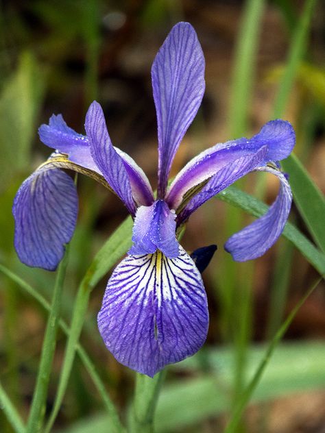 Beachwear Aesthetic, Backyard Mural, Iris Flower Tattoo, Blue Flag Iris, Iris Versicolor, Siberian Iris, Botanical Bathroom, Japanese Iris, Greenery Flowers