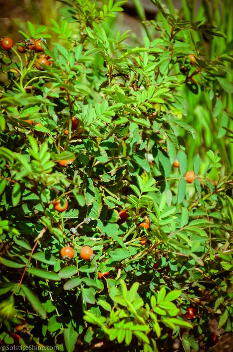 Pasture Rose (rosa carolina) — UIC Heritage Garden Carolina Rose, Heritage Garden, Scandinavian Food, Rose Hips, Light Pink Flowers, Beautiful Red Roses, Garden Shrubs, Easy Care Plants, Wildlife Gardening